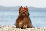 YORKSHIRE TERRIER 335